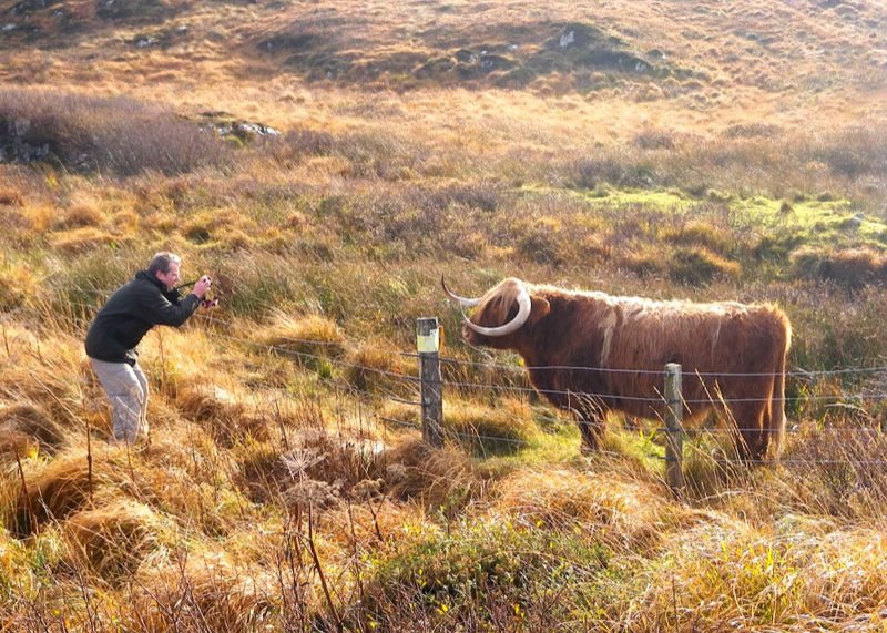 Een Highland Coo gaat op de foto
