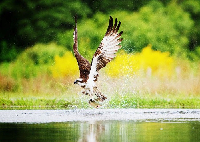 Onderweg kunt u diverse soorten wild tegenkomen, zoals herten, vissen, arenden en zeearenden.  Foto: Rupert Shanks