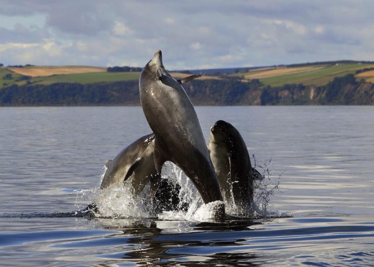 Dolfijnen spotten in de Moray Firth en de Dornoch Firth bij Inverness ( © Dolphin Spirit)