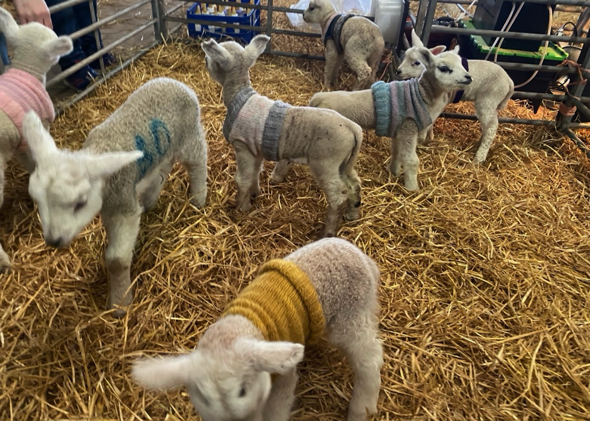 Pas geboren lammetjes met truitjes op Newton Farm