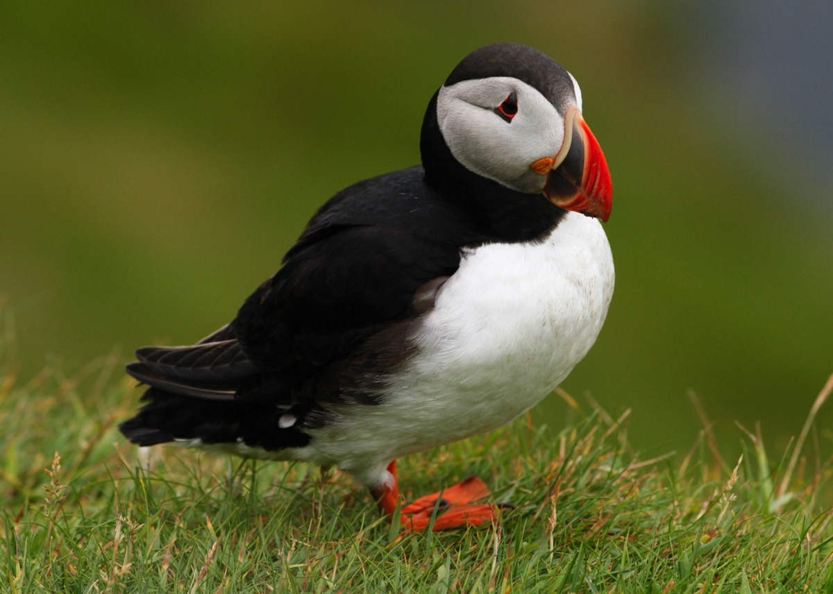 Van begin april tot medio augustus kunt u papegaaiduikers (puffins) zien op de Shetland-Eilanden