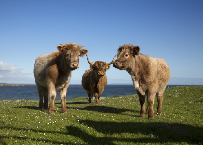 Runderen in de buurt van Port Ellen op het eiland Islay