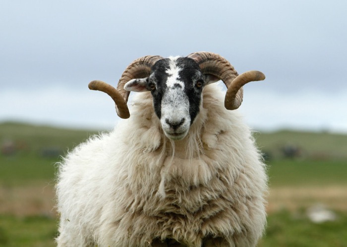 Schapen op South Uist, Buiten-Hebriden