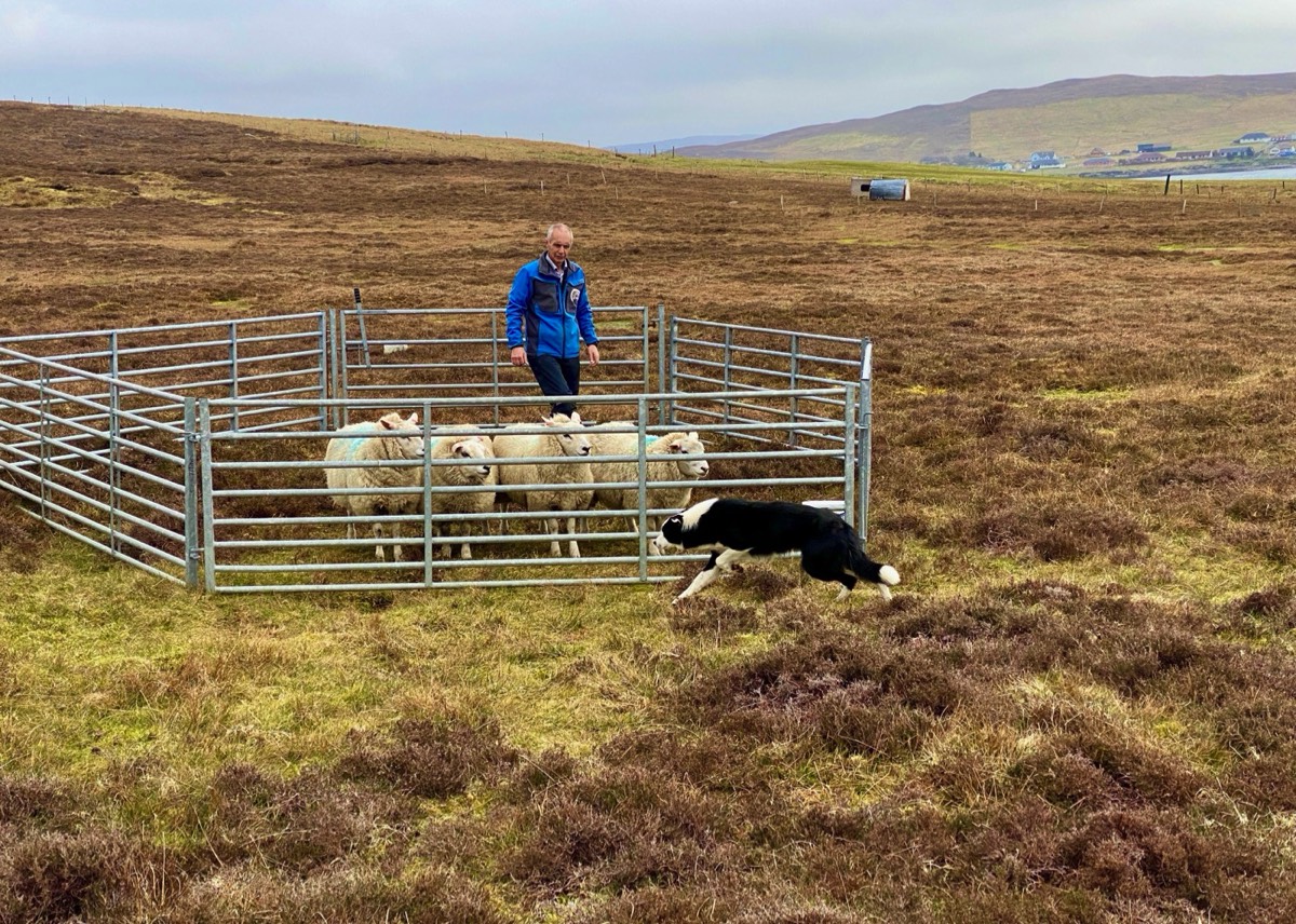 Een sheepdog-demonstratie op Shetland (Schotland op Maat)