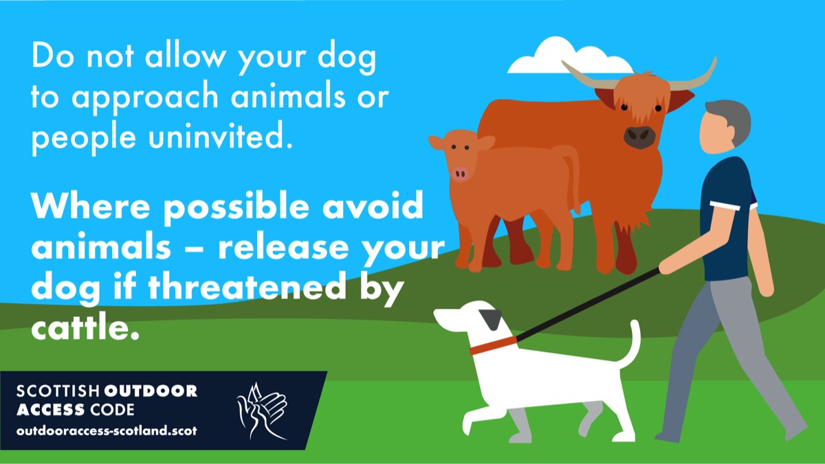 Laat dieren met rust. Houd uw hond aangelijnd bij vee en wild.