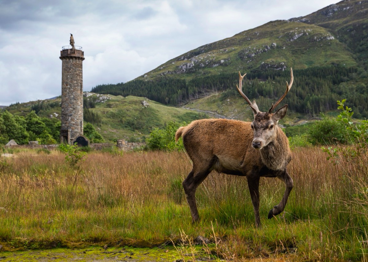 Een hert bij het Glenfinnan-monument aan de oever van Loch Shiel. (VisitScotland / Kenny Lam)