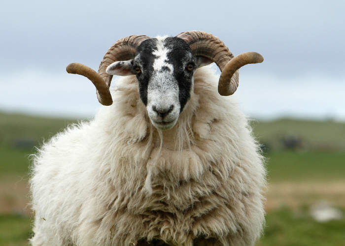 Zeker in de highlands kunt u regelmatig schapen op de weg tegenkomen. Foto: VisitScotland / Paul Tomkins, all rights reserved