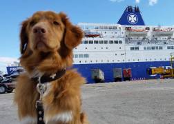 Voor honden zijn er speciale voorzieningen aan boord van de schepen van de DFDS