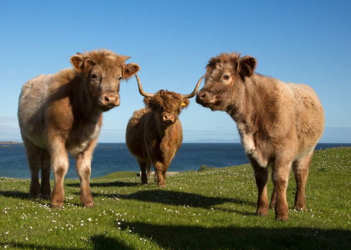 Highland cattle begroet u in de Schotse Highlands. Foto: VisitScotland/Paul Tomkins