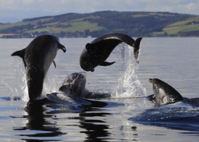In Schotland bij Inverness leeft een grote groep wilde dolfijnen in de Moray Firth en de Dornoch Firth die u ber boot kunt gaan opzoeken. Foto: Dolphin Spirit